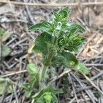 Sideritis romana Plante entière