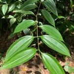 Miconia cinnamomifolia Deilen