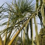 Roystonea regia Folha