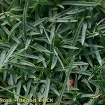 Dianthus furcatus عادت