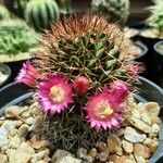 Mammillaria backebergiana Кора