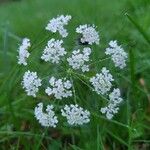 Conopodium majus Kukka