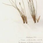 Carex myosuroides অভ্যাস