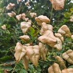 Koelreuteria paniculata ഫലം