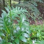 Cirsium oleraceumFuelha