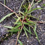 Eragrostis minor Folha