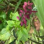 Salvia splendens Çiçek