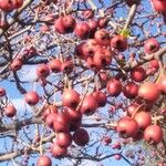 Crataegus laciniata Frucht