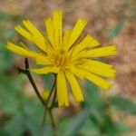 Hieracium sabaudumBlüte