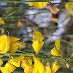 Genista aetnensis花