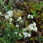 Galium saxatile Blad