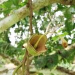 Kigelia africana Çiçek