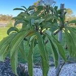 Plumeria alba Fulla