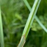 Carex acuta Folla