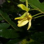 Guatteria dolichopoda Квітка