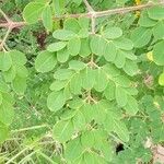 Moringa oleifera Blad