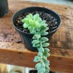 Sedum burrito Feuille