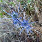 Eryngium tenue Fiore