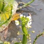 Sagittaria montevidensisFlower