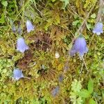 Campanula cochleariifolia Flor