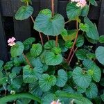 Begonia fischeri Агульны выгляд