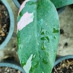 Philodendron erubescens Листок