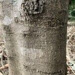 Castanospermum australe Кора