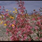 Penstemon parryi Celota