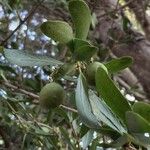 Elaeodendron transvaalense Fruit