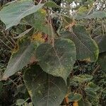 Croton urucurana Leaf