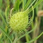 Gomphocarpus fruticosus Fruit