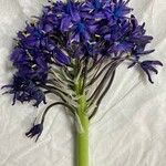 Nectaroscilla hyacinthoides Floare