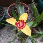 Tigridia pavoniaFlower