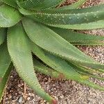 Aloe aculeata Leaf