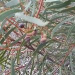 Eucalyptus rosacea Fruto