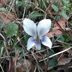 Viola lactea Kwiat