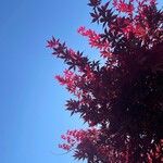 Acer japonicum ഇല