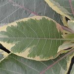 Nicotiana tomentosa Folha