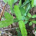 Mimosa quadrivalvis Leaf