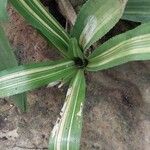 Billbergia pyramidalis Leaf