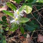 Capparis micracantha Flor