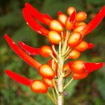 Erythrina globocalyx Floare