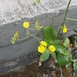 Youngia japonica 花