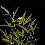 Piriqueta cistoides Tervik taim