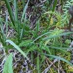 Pedicularis groenlandica Φύλλο