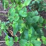 Salvia patens Leaf