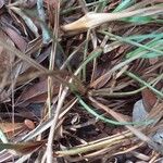 Cyperus amabilis Ліст