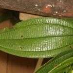 Miconia tschudyoides Leaf