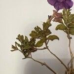 Petunia integrifolia List