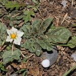 Solanum acaule Hàbitat